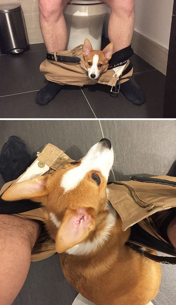 30 cachorros que pensam que são gatos 7