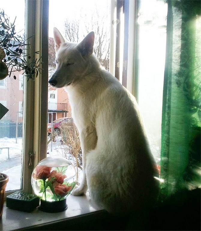 30 cachorros que pensam que são gatos 10