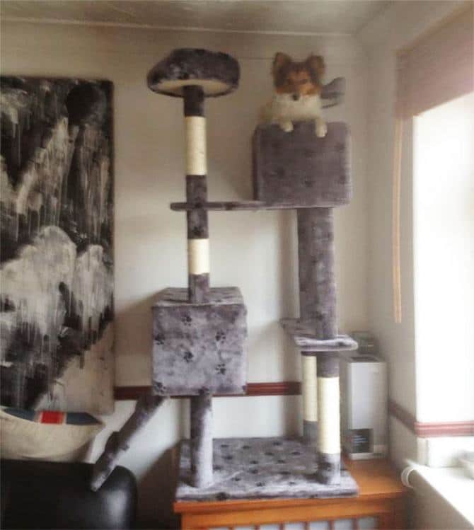 30 cachorros que pensam que são gatos 12