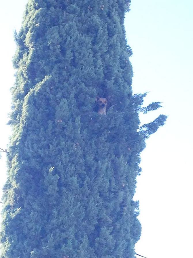 30 cachorros que pensam que são gatos 15