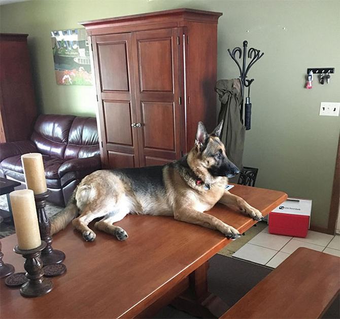 30 cachorros que pensam que são gatos 19