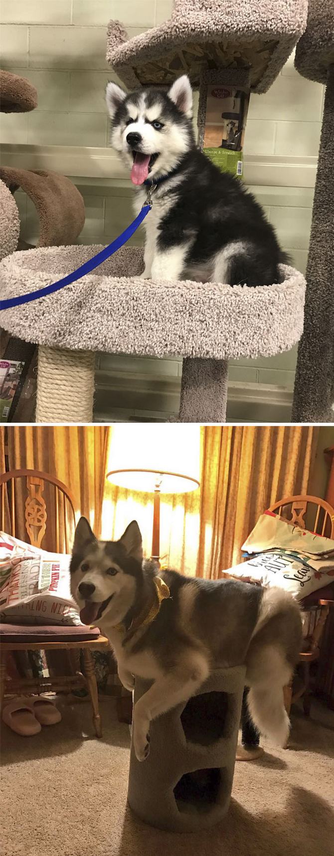 30 cachorros que pensam que são gatos 21