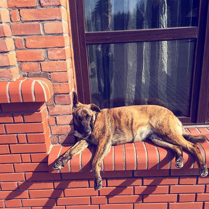 30 cachorros que pensam que são gatos 22