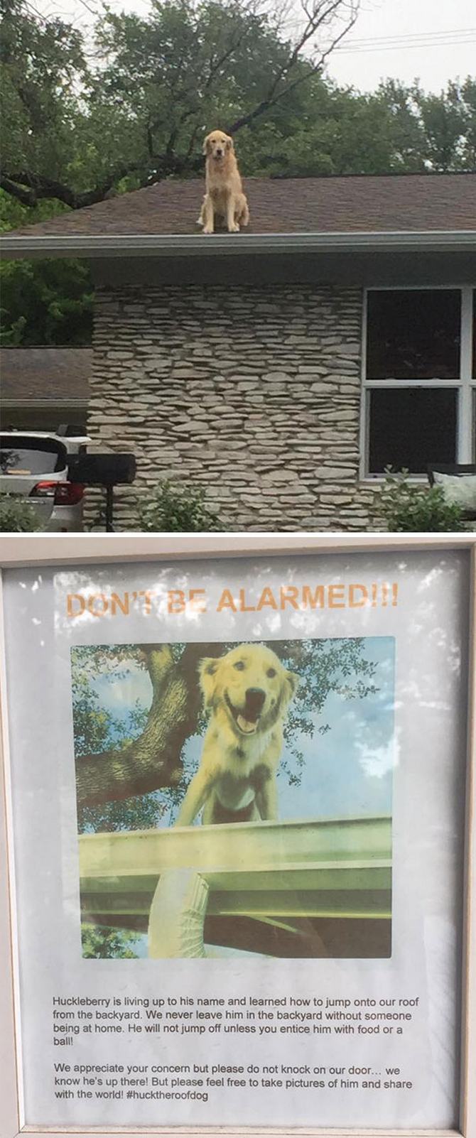 30 cachorros que pensam que são gatos 24