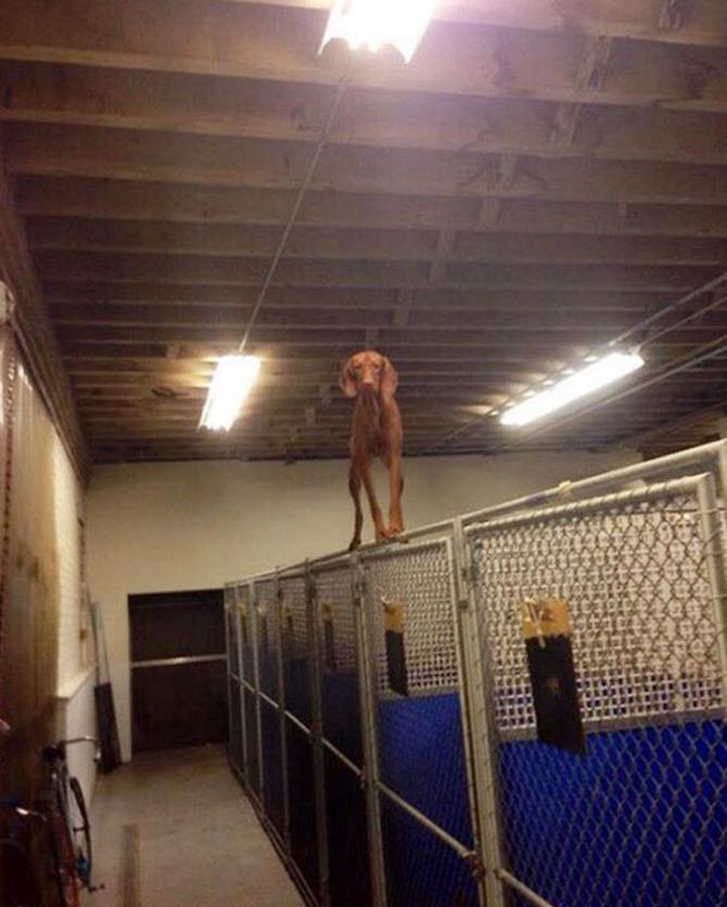 30 cachorros que pensam que são gatos 26