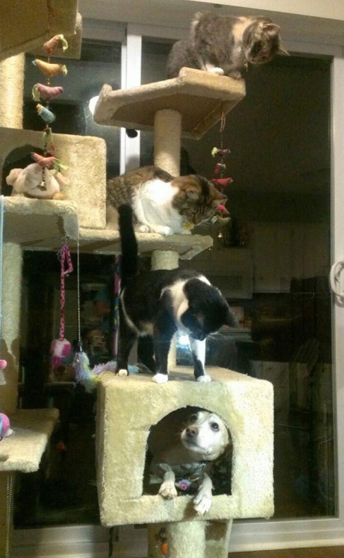 30 cachorros que pensam que são gatos 27