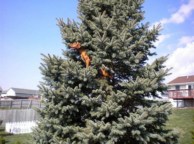 30 cachorros que pensam que são gatos 28