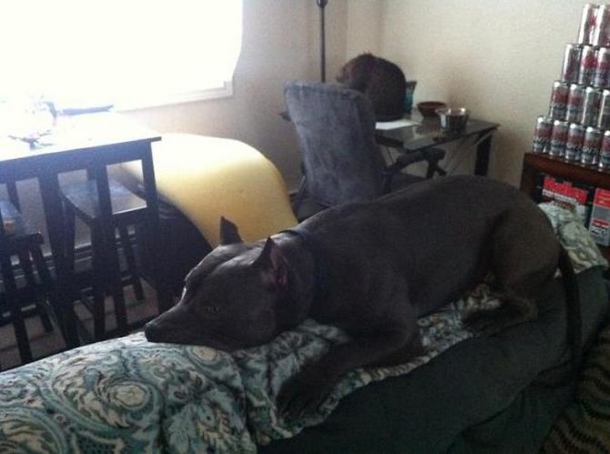 30 cachorros que pensam que são gatos 30