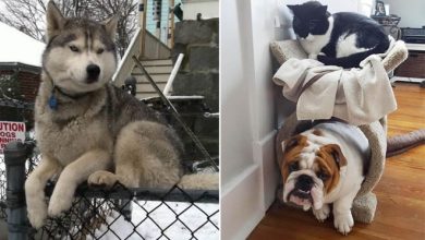 30 cachorros que pensam que são gatos 36