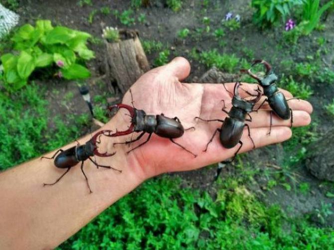 É melhor ficar longe! (23 fotos) 8