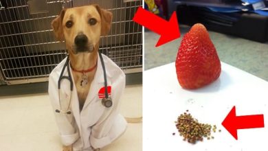 O que acontece quando as pessoas estão entediadas no trabalho (41 fotos) 27