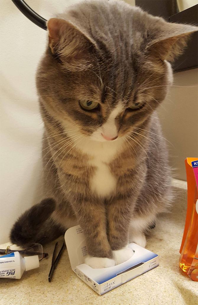 31 provas que gatos adora, ama lugares pequenos 9