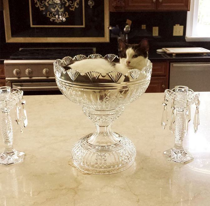 31 provas que gatos adora, ama lugares pequenos 10