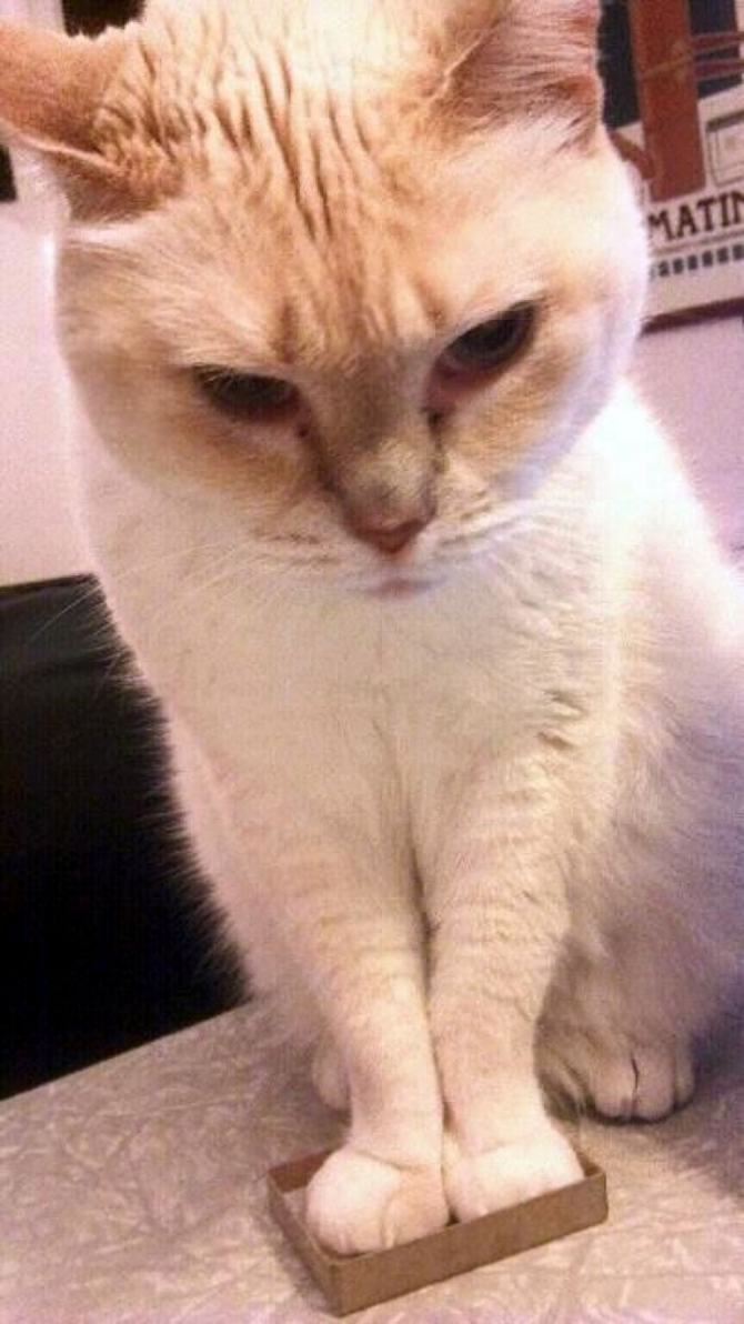 31 provas que gatos adora, ama lugares pequenos 14