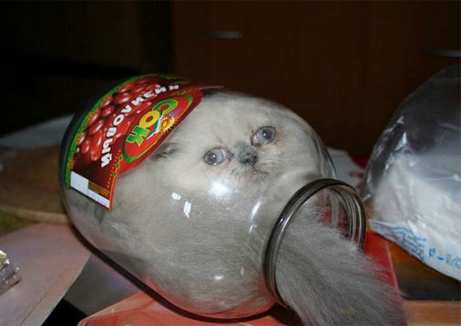 31 provas que gatos adora, ama lugares pequenos 16