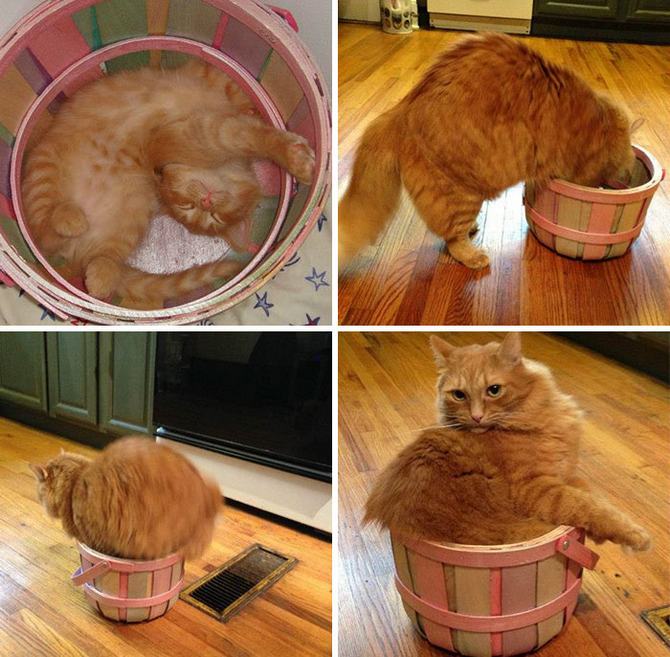 31 provas que gatos adora, ama lugares pequenos 19