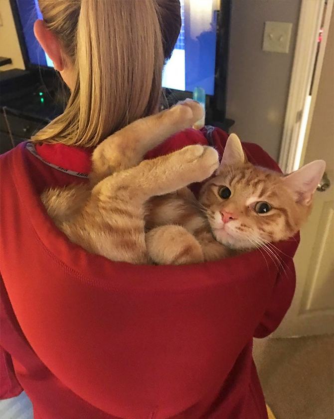 31 provas que gatos adora, ama lugares pequenos 20