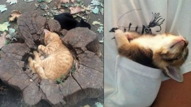 31 provas que gatos adora, ama lugares pequenos 21