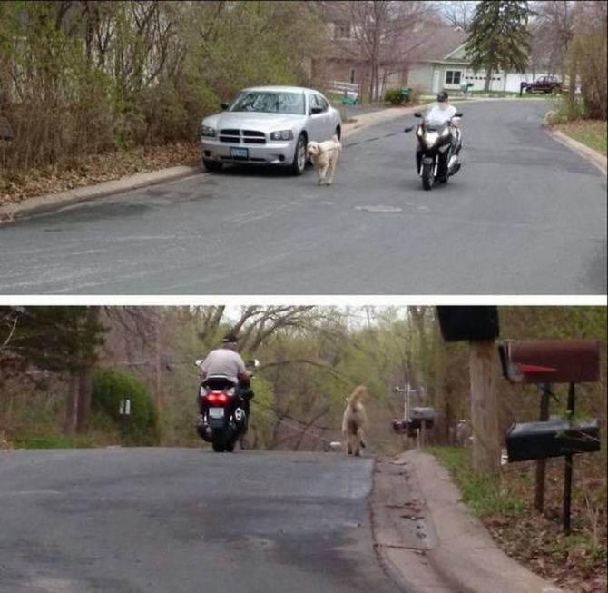 Você não pode ficar mais preguiçoso do que isso! (33 fotos) 5