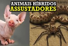 10 animais híbridos assustadores 10