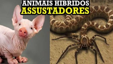 10 animais híbridos assustadores 8