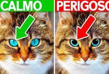 10 sinais que seu animal precisa de ajuda 8