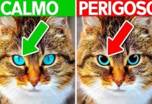 10 sinais que seu animal precisa de ajuda 35