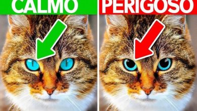 10 sinais que seu animal precisa de ajuda 10