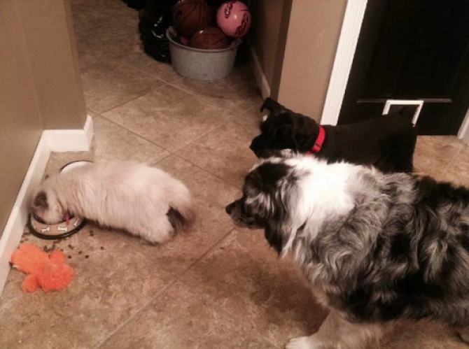 28 gatos e cachorros que tenta viver juntos, mas não funciona como gostaria 10