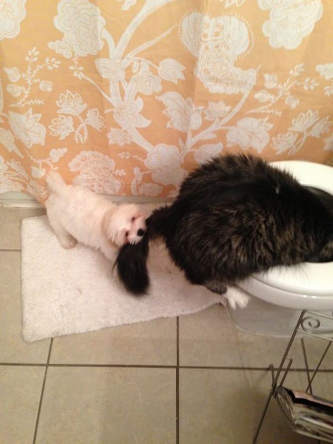 28 gatos e cachorros que tenta viver juntos, mas não funciona como gostaria 13