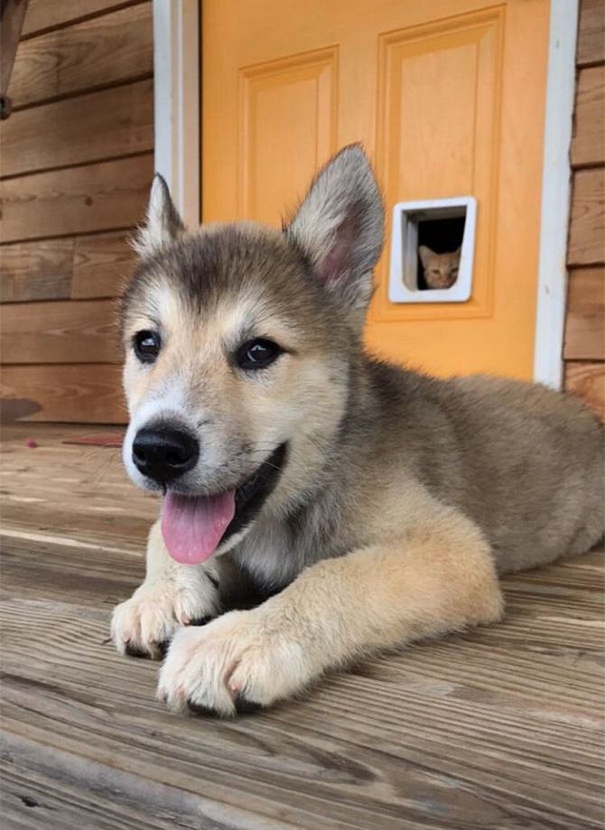 28 gatos e cachorros que tenta viver juntos, mas não funciona como gostaria 26
