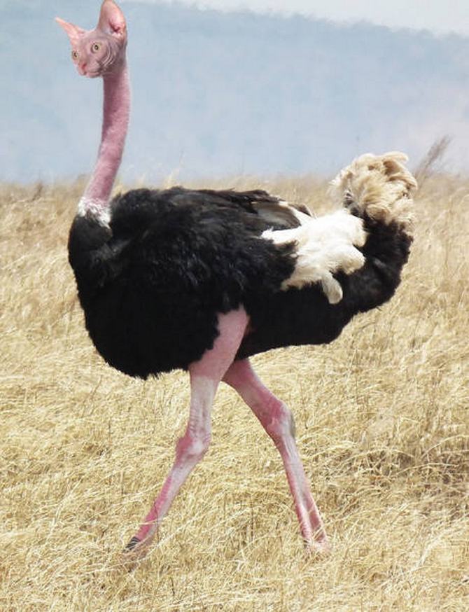 Gatos e pássaros são uma combinação perfeita! (16 fotos) 2