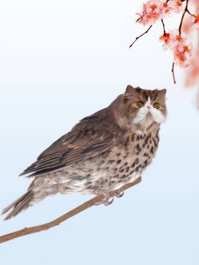 Gatos e pássaros são uma combinação perfeita! (16 fotos) 5