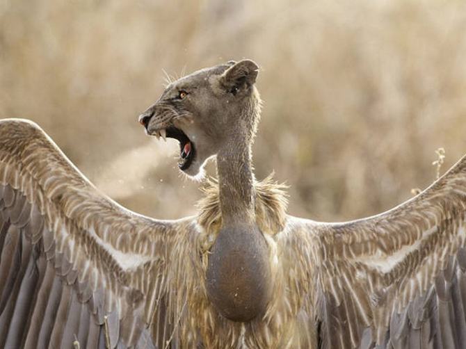 Gatos e pássaros são uma combinação perfeita! (16 fotos) 6