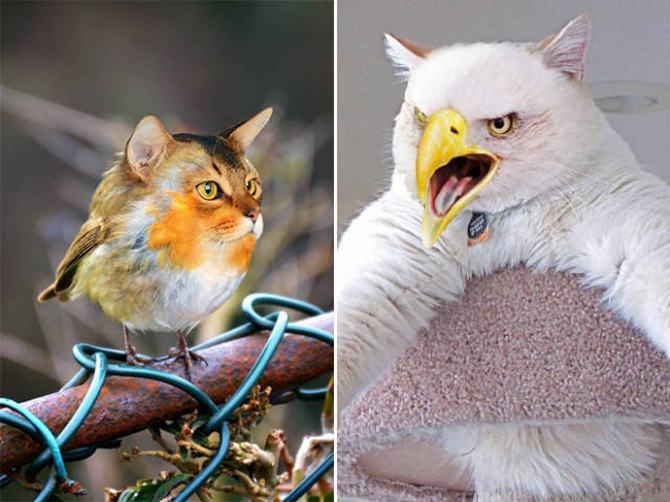 Gatos e pássaros são uma combinação perfeita! (16 fotos) 7