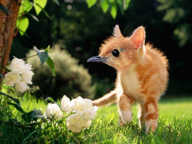 Gatos e pássaros são uma combinação perfeita! (16 fotos) 11