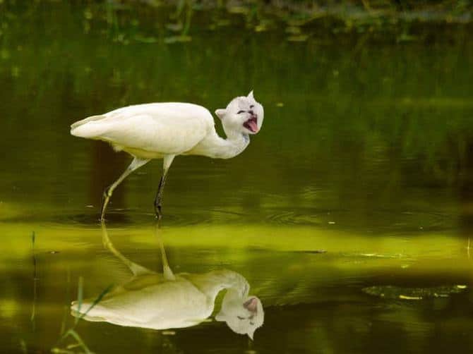 Gatos e pássaros são uma combinação perfeita! (16 fotos) 12