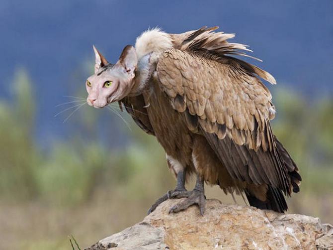 Gatos e pássaros são uma combinação perfeita! (16 fotos) 15