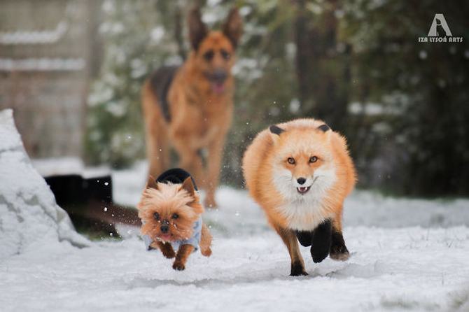 36 pessoas que vivem com mais de 3 animais de estimação revelam que é muito divertido 18