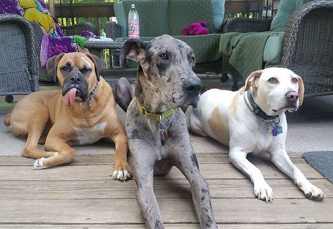 36 pessoas que vivem com mais de 3 animais de estimação revelam que é muito divertido 32