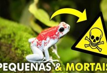 Sapos e rãs mais venenosos do mundo 8