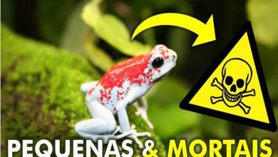 Sapos e rãs mais venenosos do mundo 5