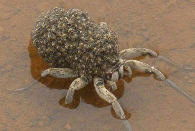 Austrália: Sim Ou Não? Decisão difícil! (32 fotos) 11