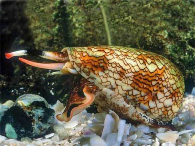 Austrália: Sim Ou Não? Decisão difícil! (32 fotos) 15