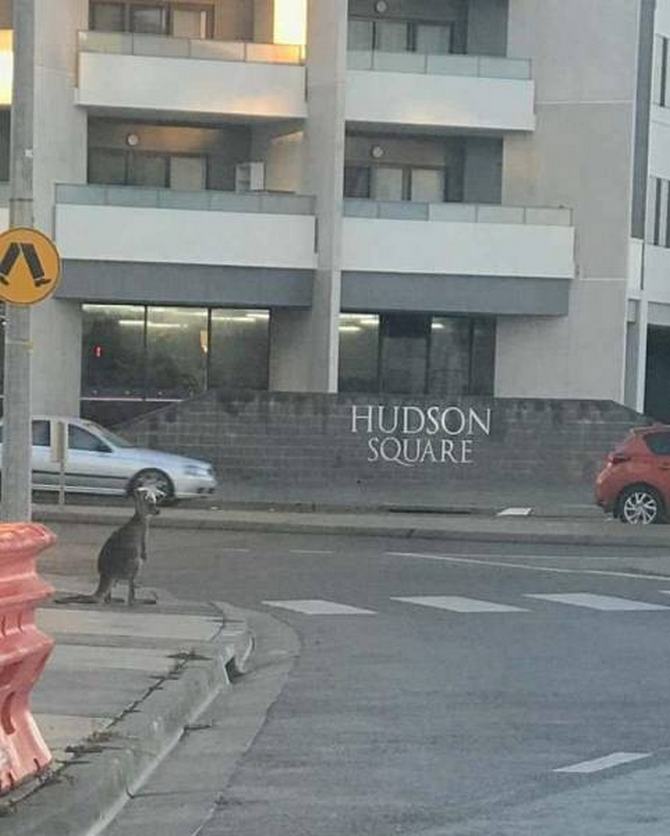 Austrália: Sim Ou Não? Decisão difícil! (32 fotos) 20