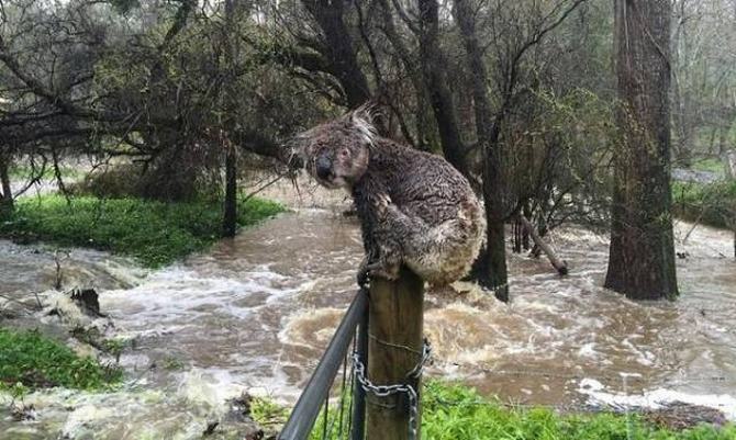 Austrália: Sim Ou Não? Decisão difícil! (32 fotos) 22