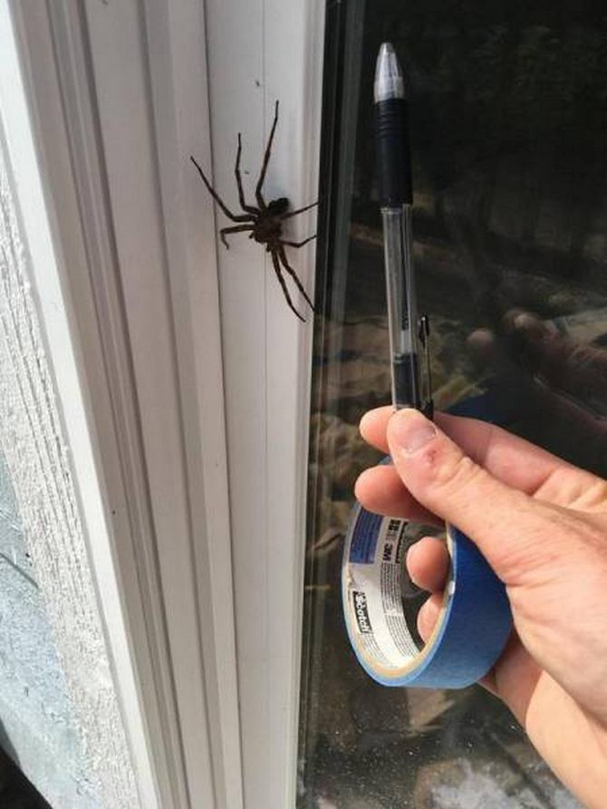 Austrália: Sim Ou Não? Decisão difícil! (32 fotos) 24