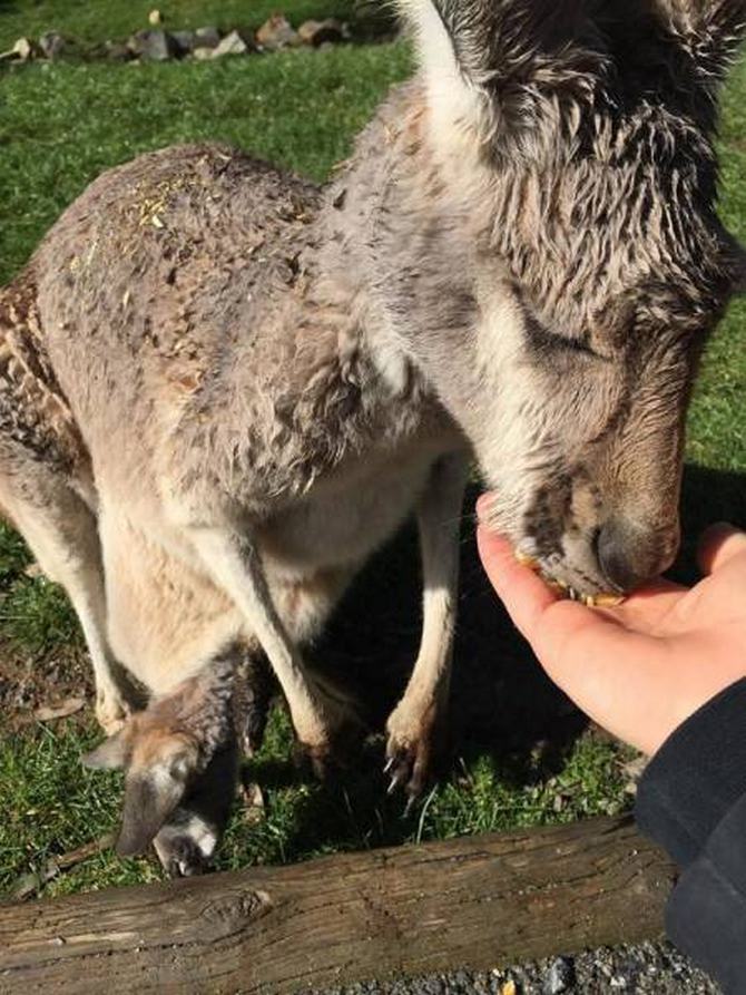 Austrália: Sim Ou Não? Decisão difícil! (32 fotos) 25