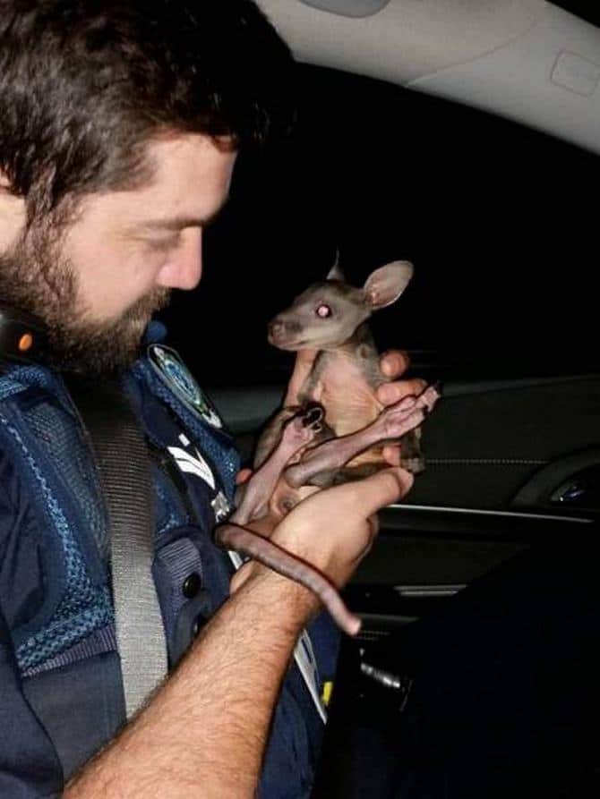 Austrália: Sim Ou Não? Decisão difícil! (32 fotos) 26