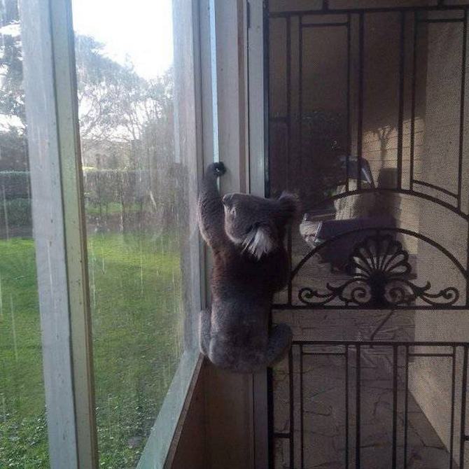 Austrália: Sim Ou Não? Decisão difícil! (32 fotos) 30